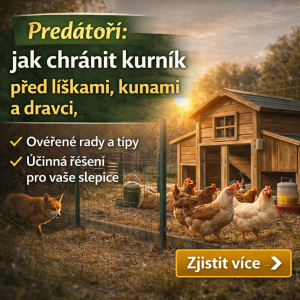 Predátoři: jak ochránit drůbež před liškami, kuny a dravci