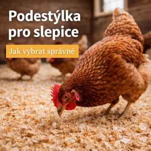 Podestýlka pro slepice: jak vybrat správný materiál pro zdravý a čistý kurník