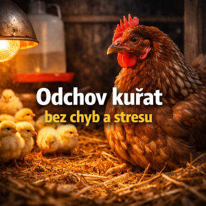 Odchov kuřat: jak připravit správné podmínky pro zdravý start