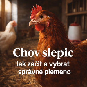 Chov slepic: jak začít a vybrat správné plemeno