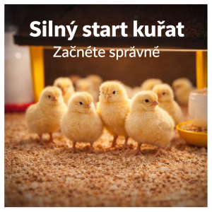 Odchovny drůbeže: jak připravit bezpečný start pro kuřata