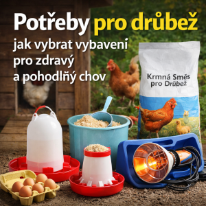 Potřeby pro drůbež: jak vybrat vybavení pro zdravý a pohodlný chov