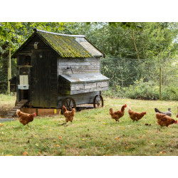 Komplet automatickeho otevirani a zavirani kurniku chicken guard all in one 17