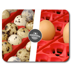 Automatická digitální líheň kuřat, drůbeže COVINA ET 49 s dolíhní.