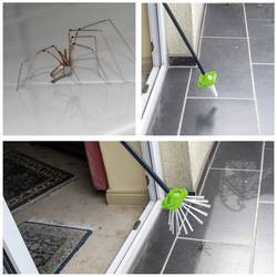 Gardigo Spider 66976, odchytová past na pavouky, 645 x 73 x 135 mm