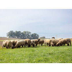 sit pro elektricky ohradnik pro ovce kerbl 27902 108cm x 50m 1 hrot oranzova 6