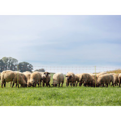 sit pro elektricky ohradnik pro ovce kerbl 27902 108cm x 50m 1 hrot oranzova 7