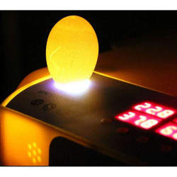 Automatická líheň WQ-60 pro 60 vajec s regulací NOVÝ MODEL