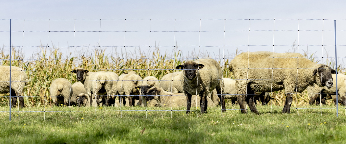 Síť-pro-elektrický-ohradník-pro-ovce,-kozy-KERBL-27394-OVINET-MAXI-122-cm-x-50-m----2-hroty,-bílomodrá-p2_1