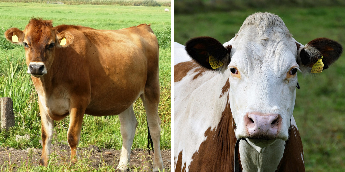 kleste-allflex-k-zavedení-usnich-znamek-kerbl-2098-modra-vlozka-2