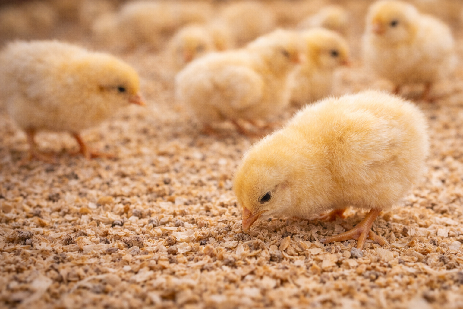 Detail kuřete na podestýlce při hledání potravy v odchovně