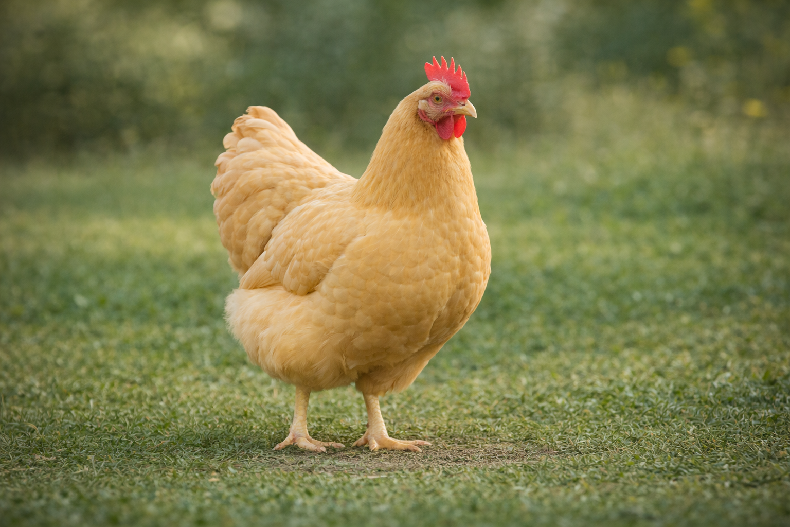 Orpingtonka – klidné plemeno slepice stojící na trávě vhodné pro domácí chov